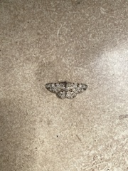 Stenalcidia plenaria