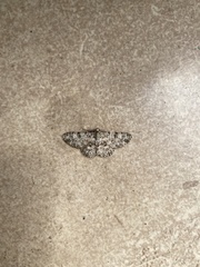 Stenalcidia plenaria