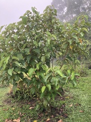 Hampea appendiculata