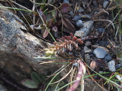 Sedum morrisonense