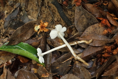 Termitomyces microcarpus