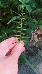 Elymus hystrix bigelovianus