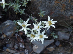 Leontopodium microphyllum