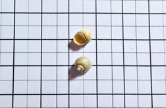 Lithoglyphus naticoides