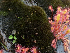 Campylopus atrovirens