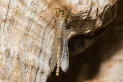 Distoleon tetragrammicus