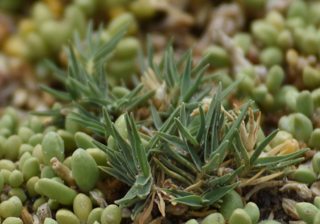 Distichlis humilis