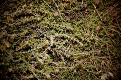 Thymus zygis sylvestris