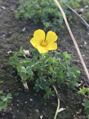 Oxalis perdicaria