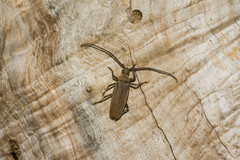 Aegosoma scabricorne