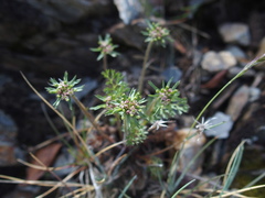Chaerophyllum taiwanianum