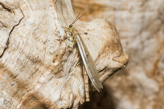 Distoleon tetragrammicus