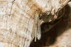 Distoleon tetragrammicus