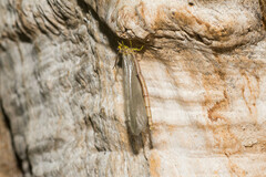 Distoleon tetragrammicus