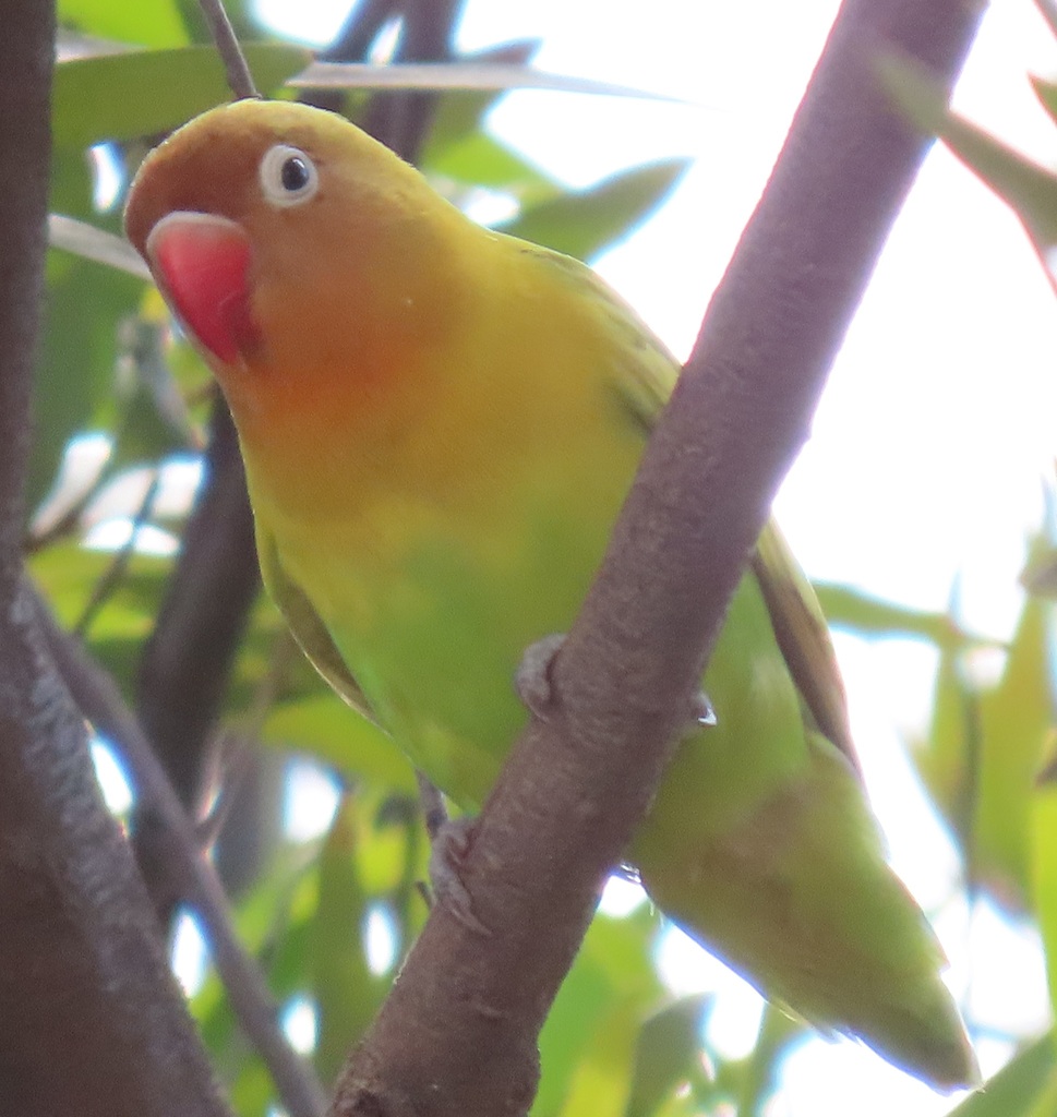 Fischer’s × Yellowcollared Lovebird from Pretoria, South Africa on