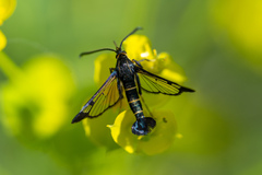 Synanthedon spuleri