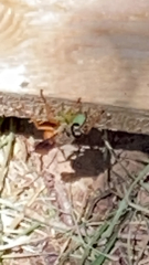 Sphex ichneumoneus