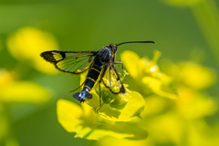 Synanthedon spuleri