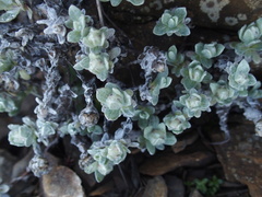 Anaphalis nepalensis