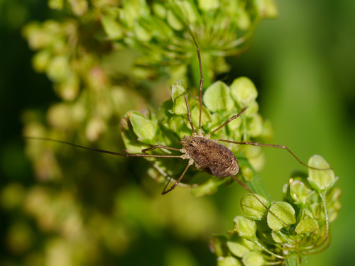 Spring Harvestman photo 4