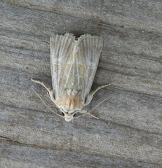 Mesoligia literosa