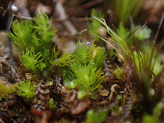 Takakia