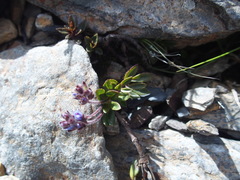 Veronica morrisonicola