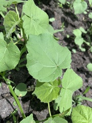 Abutilon theophrasti