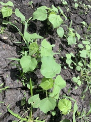 Abutilon theophrasti