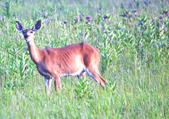 Odocoileus virginianus