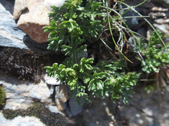 Artemisia niitakayamensis