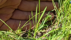 Dichanthelium wilcoxianum