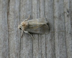 Mesoligia literosa