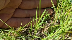 Dichanthelium wilcoxianum