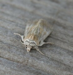 Mesoligia literosa