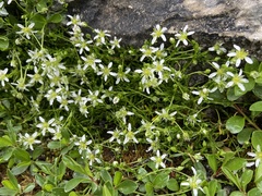 Moehringia ciliata