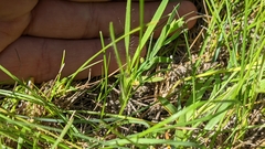 Dichanthelium wilcoxianum