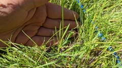 Dichanthelium wilcoxianum