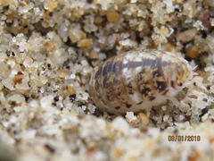 Alloniscus perconvexus