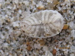 Alloniscus perconvexus