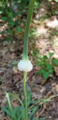 Allium sativum