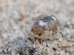 Alloniscus perconvexus