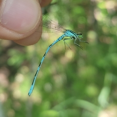 Coenagrion hastulatum