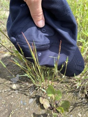 Agrostis exarata