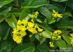 Stigmaphyllon auriculatum