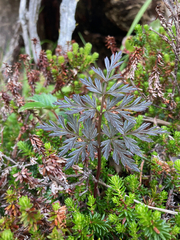 Conioselinum