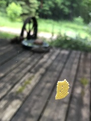 Nanophyes