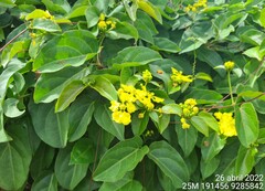 Stigmaphyllon auriculatum