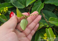 Stigmaphyllon auriculatum