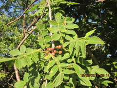 Bursera palmeri
